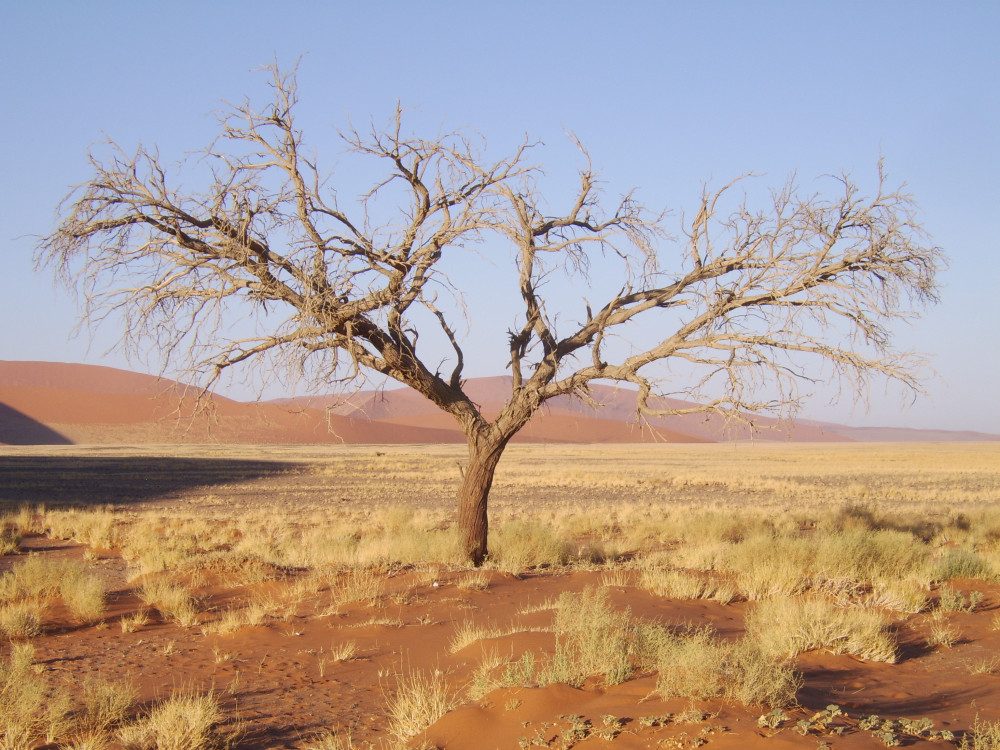 Boom in Namibië - Undiscovered.nl