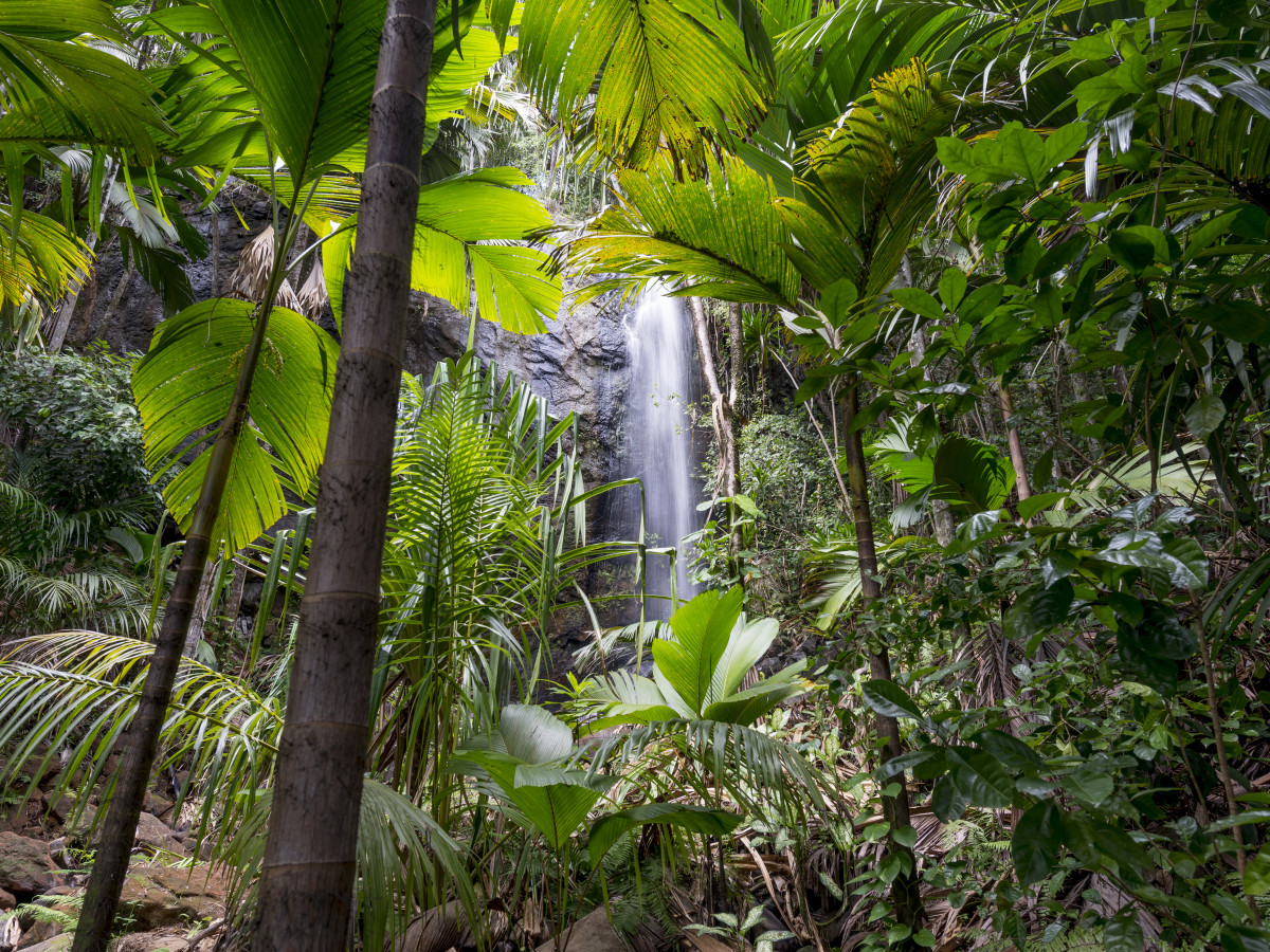 Vallée de Mai Praslin Seychellen - Undiscovered.nl
