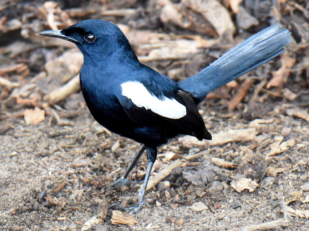 Seychellenlijster op Cousin Island, Seychellen - Undiscovered.nl