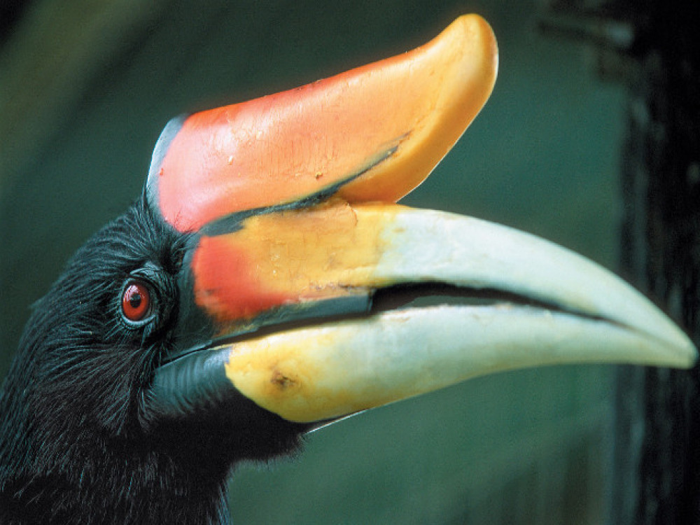 Neushoornvogel, Sukau, Borneo - Undiscovered.nl