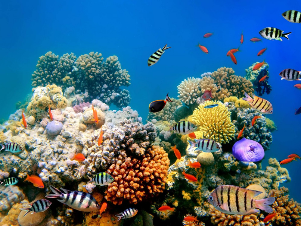 Verschillende soorten vissen - Undiscovered.nl