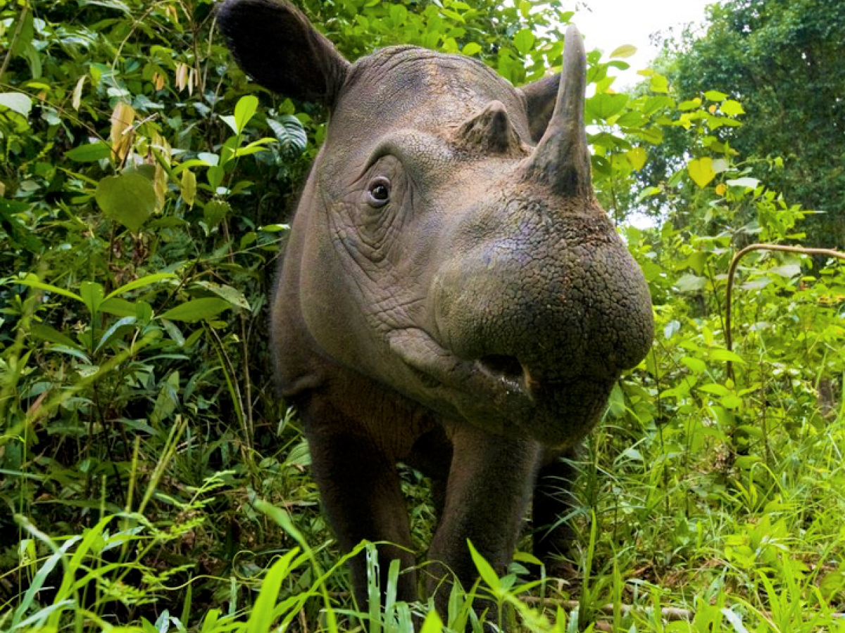 Neushoorn in Tabin Wildlife Reserve, Borneo - Undiscovered.nl
