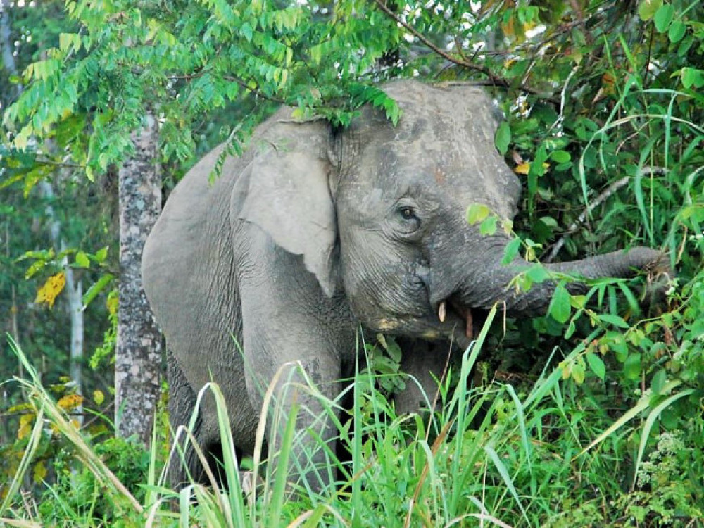 Olifant in Tabin Wildlife Reserve, Borneo - Undiscovered.nl
