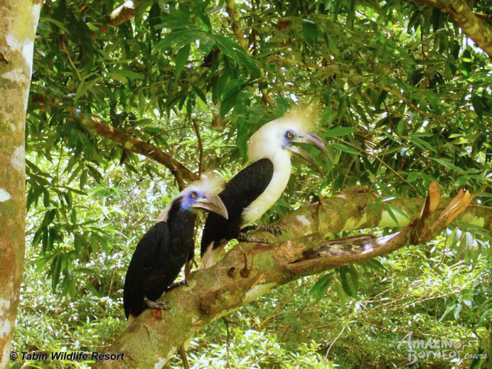 Vogel in Tabin Wildlife Reserve, Borneo - Undiscovered.nl
