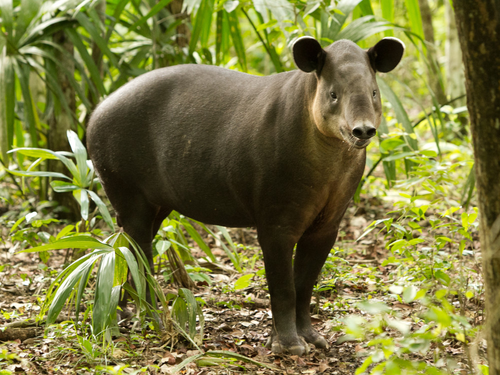 Tapir in Belize - Undiscovered.nl