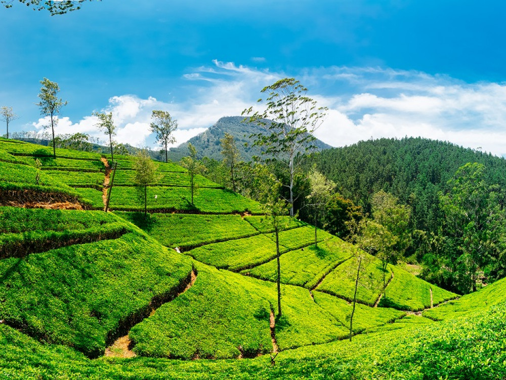 Theeplantages - Undiscovered.nl