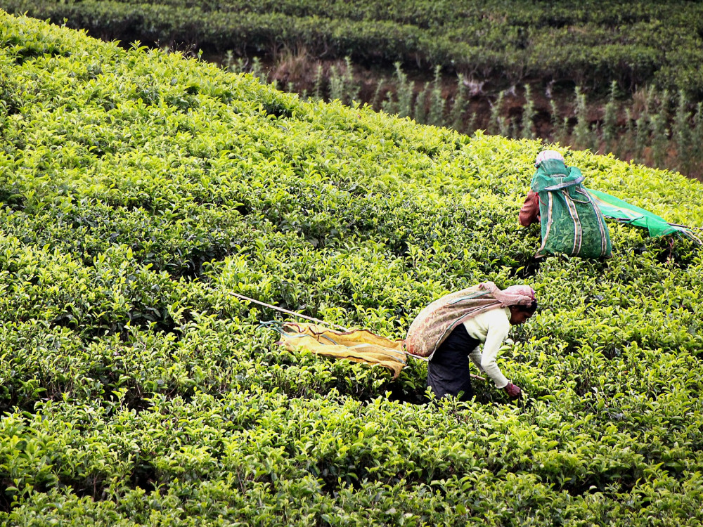 Theeplantage Sri Lanka - Undiscovered.nl