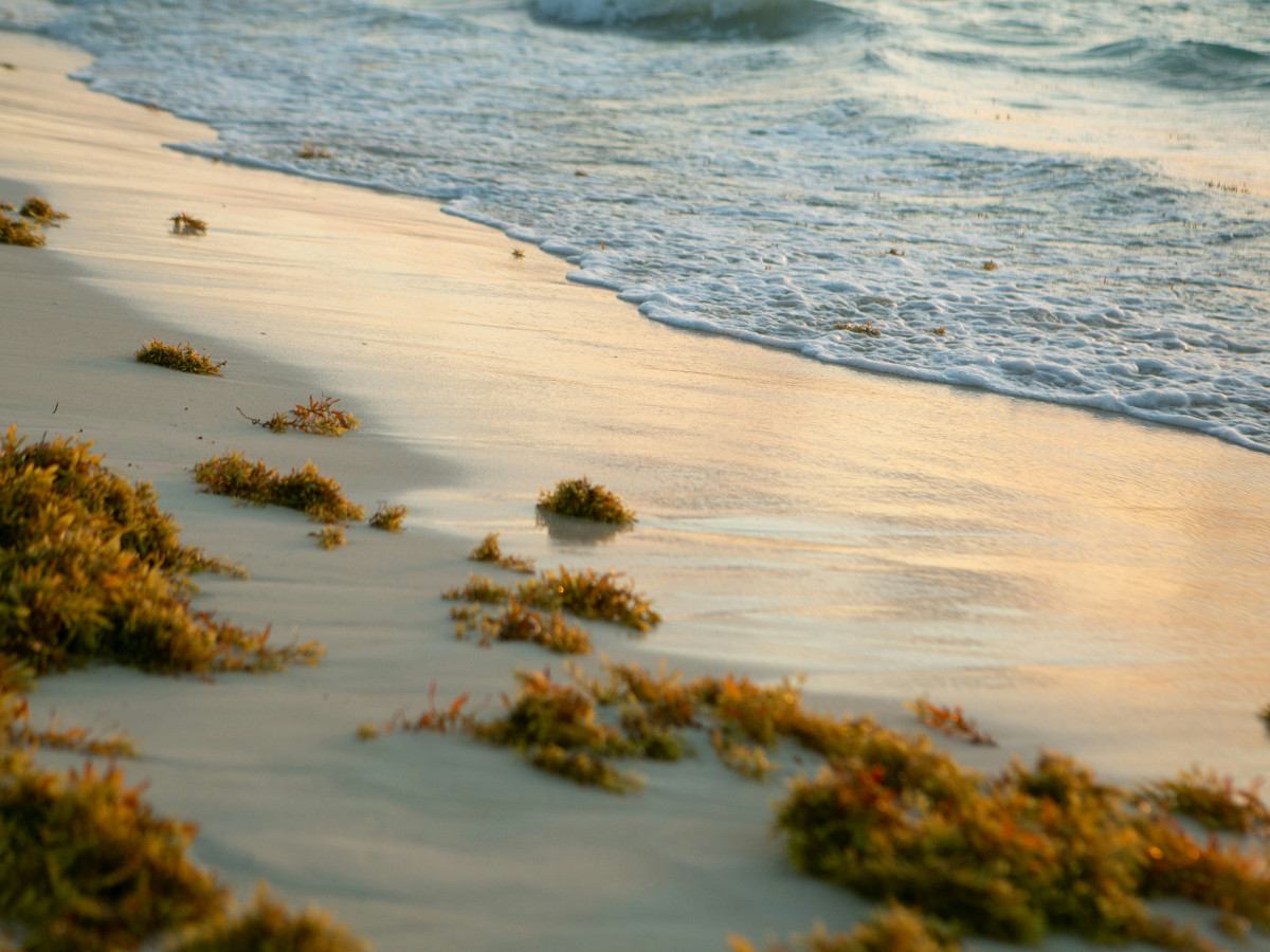 Sargassum, Belize - Undiscovered.nl