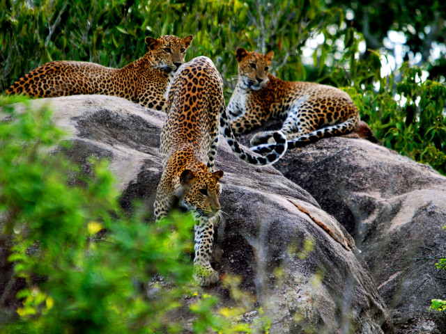 Luipaarden in Yala National Park Sri Lanka - Undiscovered.nl