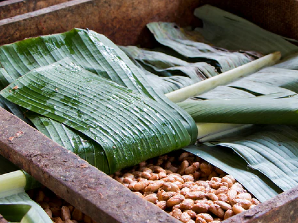 To'ak chocolate & art tour, Ecuador - Undiscovered.nl