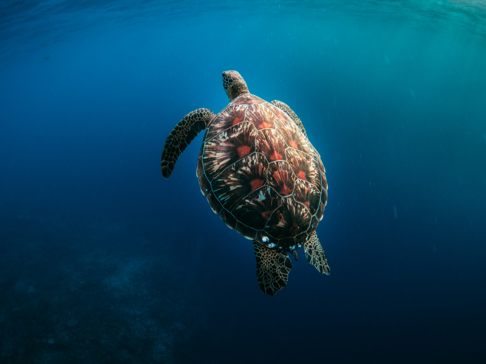 Schildpad bij Apo Island, Visayas, Filipijnen - Undiscovered.nl