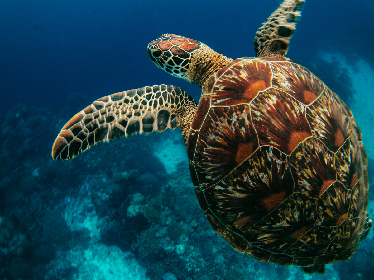 Schildpad bij Apo Island, Visayas, Filipijnen - Undiscovered.nl