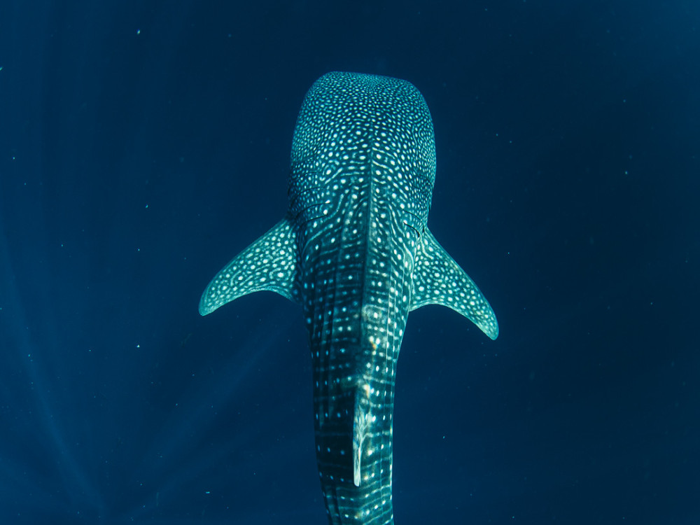 Walvishaai, Donsol, Filipijnen - Undiscovered.nl