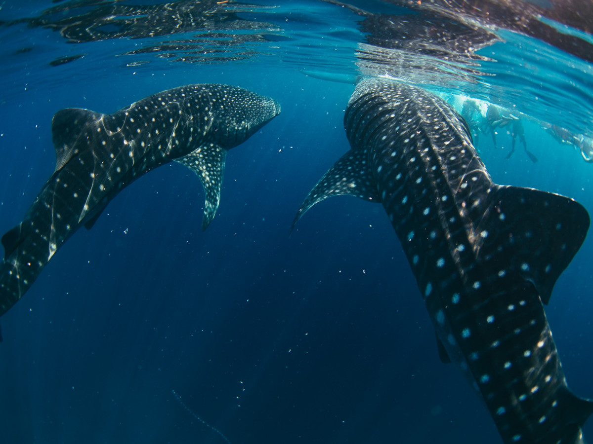 Zwemmen met walvishaaien, Donsol, Filipijnen - Undiscovered.nl