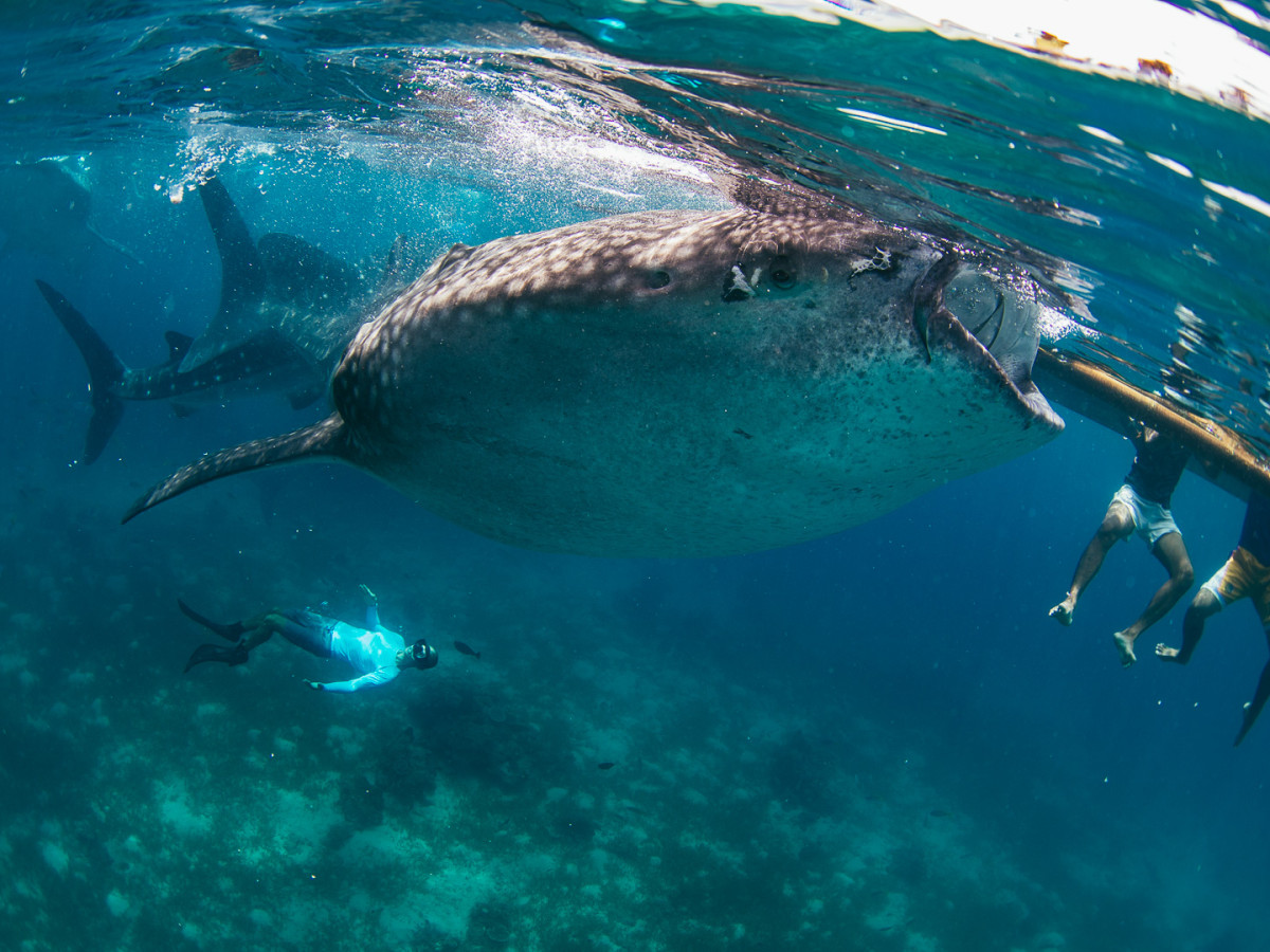 Zwemmen met walvishaaien, Donsol, Filipijnen - Undiscovered.nl