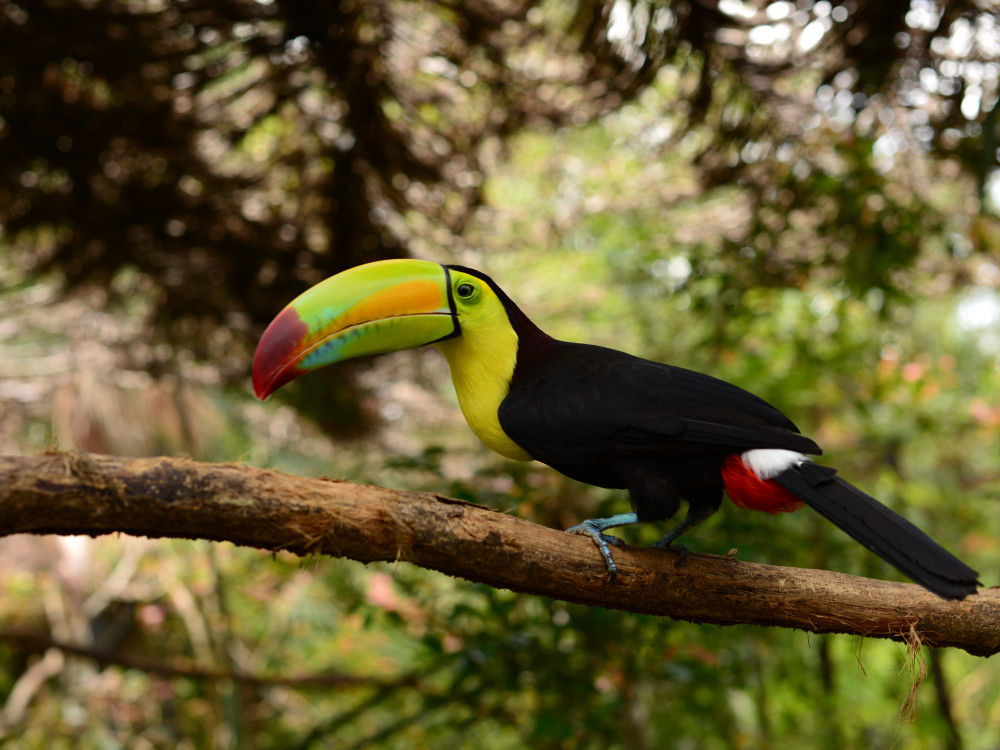 Toekan in Belize - Undiscovered.nl