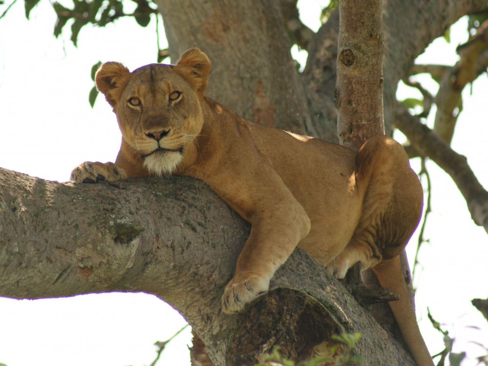 Leeuw in boom, Queen Elizabeth National Park, Oeganda - Undiscovered.nl