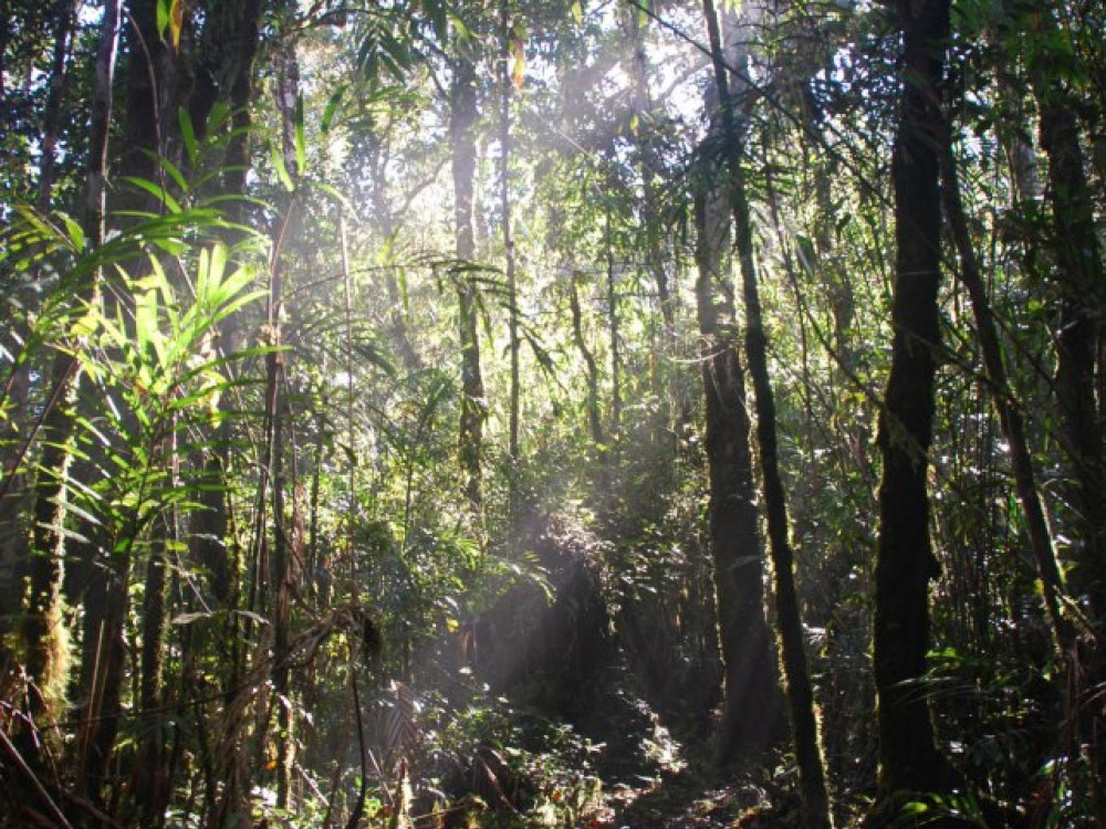 Crocker Range National Park, Borneo - Undiscovered.nl