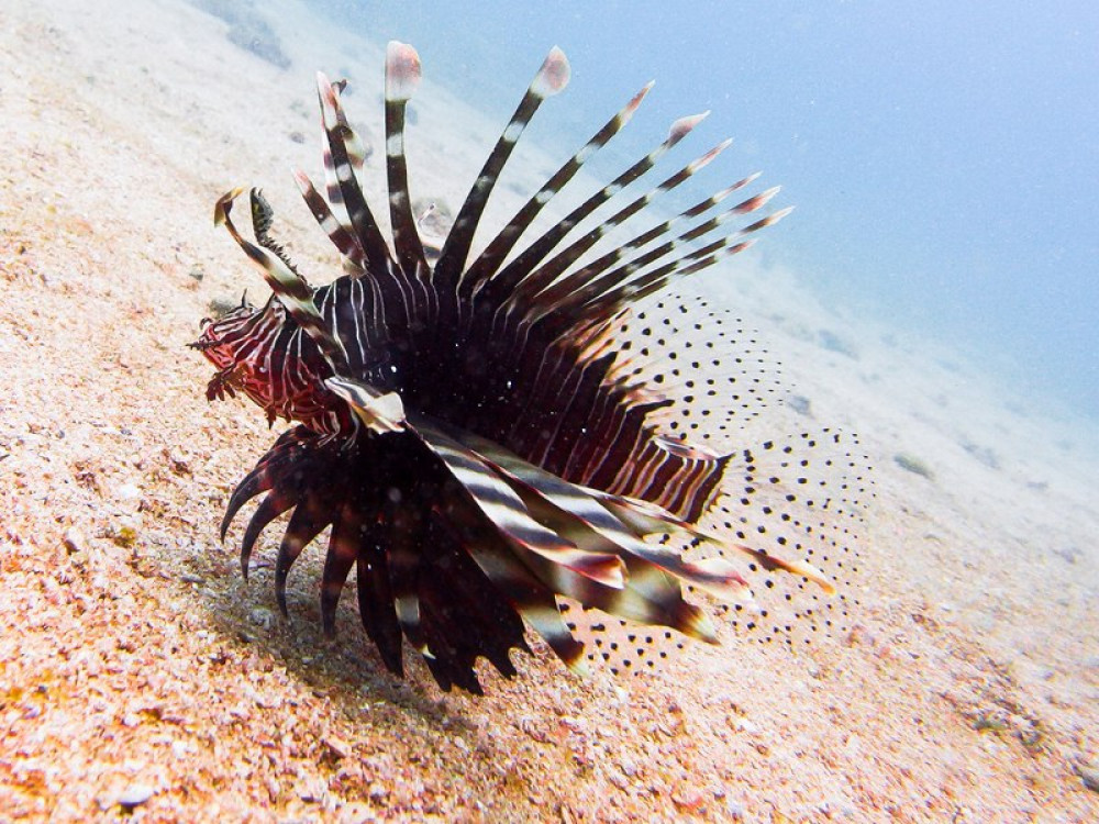 Koraalduivel - Undiscovered.nl