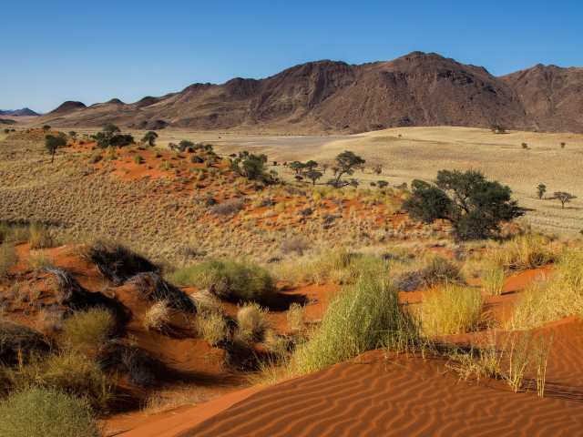 Tok Tokkie Trail Namibwoestijn Namibië - Undiscovered.nl