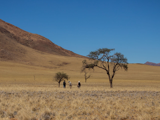 Tok Tokkie Trail Namibwoestijn Namibië - Undiscovered.nl