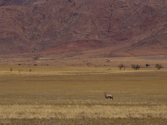 Tok Tokkie Trail Namibwoestijn Namibië - Undiscovered.nl