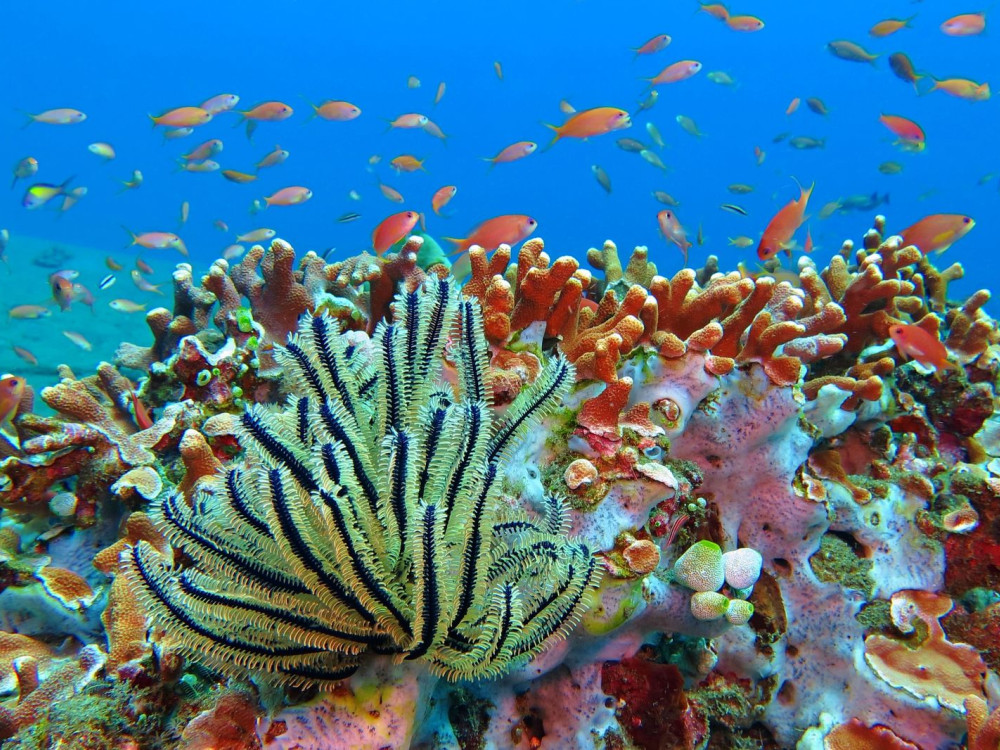 Tubbataha National Park, Liveaboard, Filipijnen - Undiscovered.nl