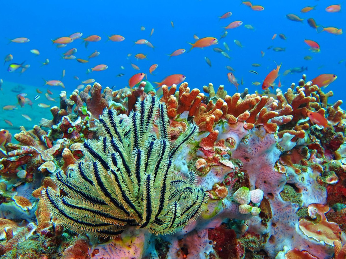 Tubbataha National Park, Liveaboard, Filipijnen - Undiscovered.nl