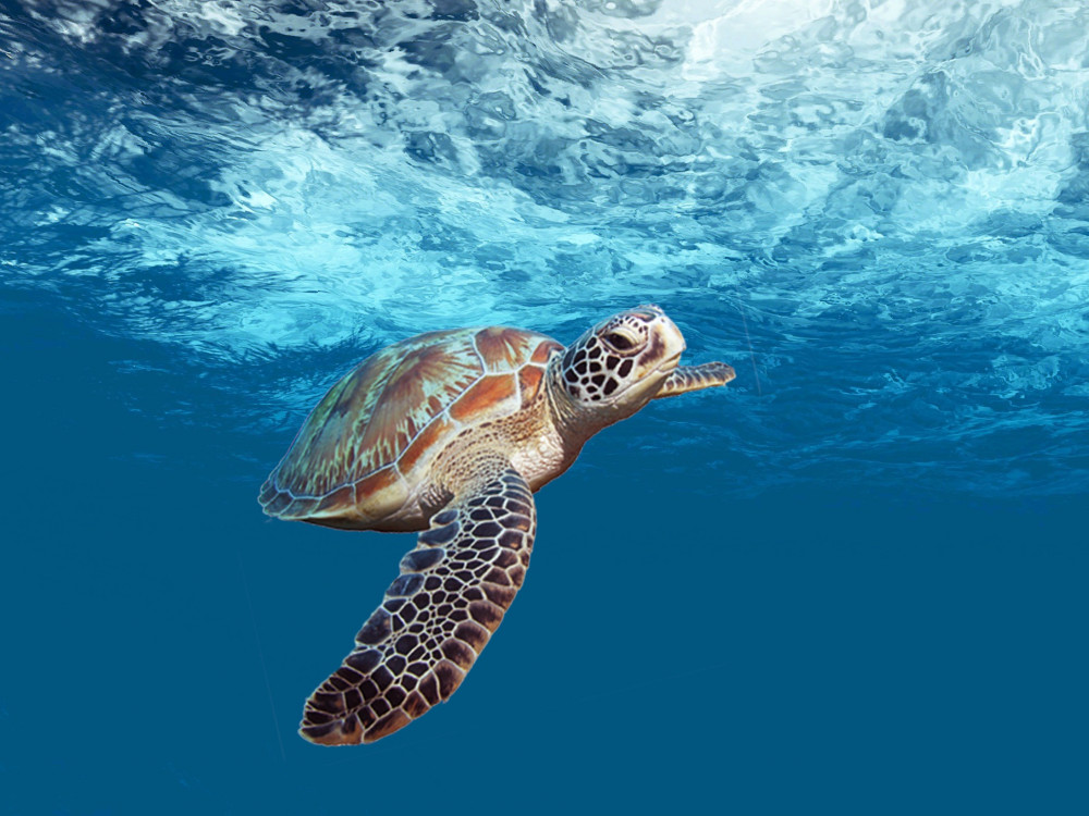 Zeeschildpad - Undiscovered.nl