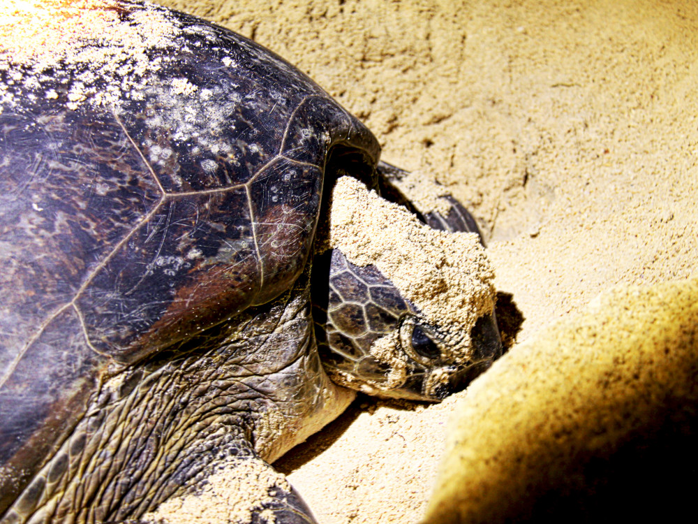 Schildpad in Turtle Island National Park - Undiscovered.nl