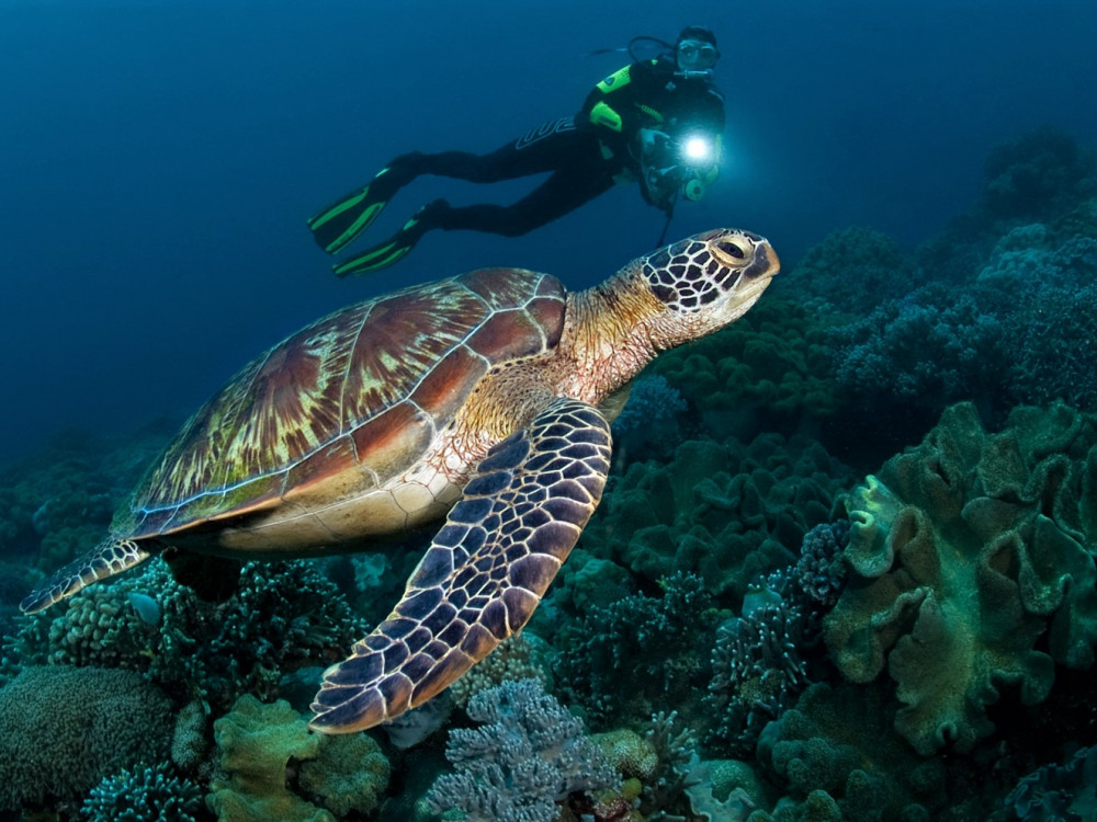 Duiken met zeeschildpad - Undiscovered.nl