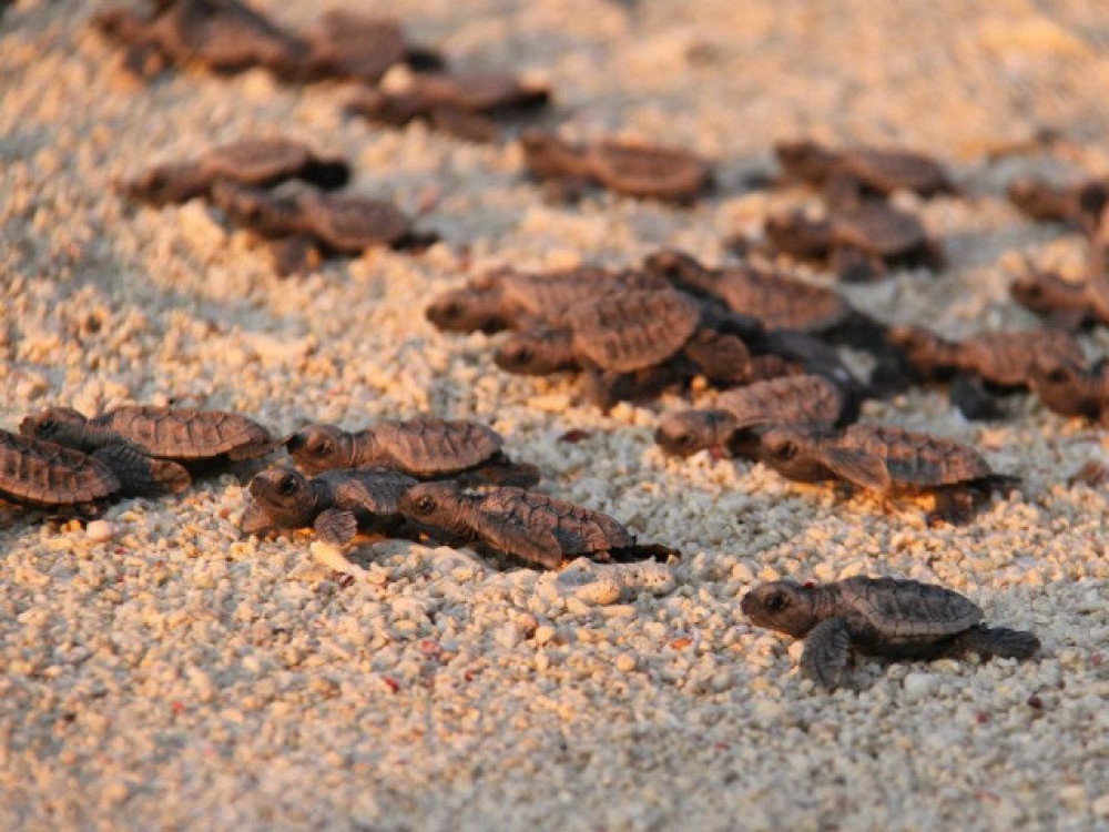 Schildpadden in Turtle Islands National Park, Borneo - Undiscovered.nl