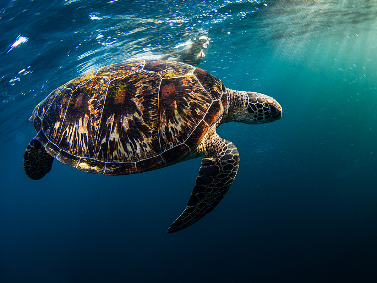 zeeschildpad zee onderwater filipijnen - Undiscovered.nl