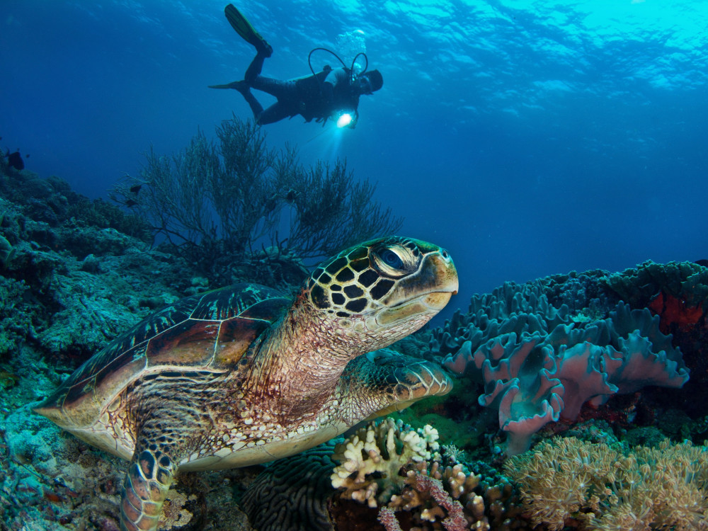 zeeschildpad duiken zee onderwater filipijnen - Undiscovered.nl