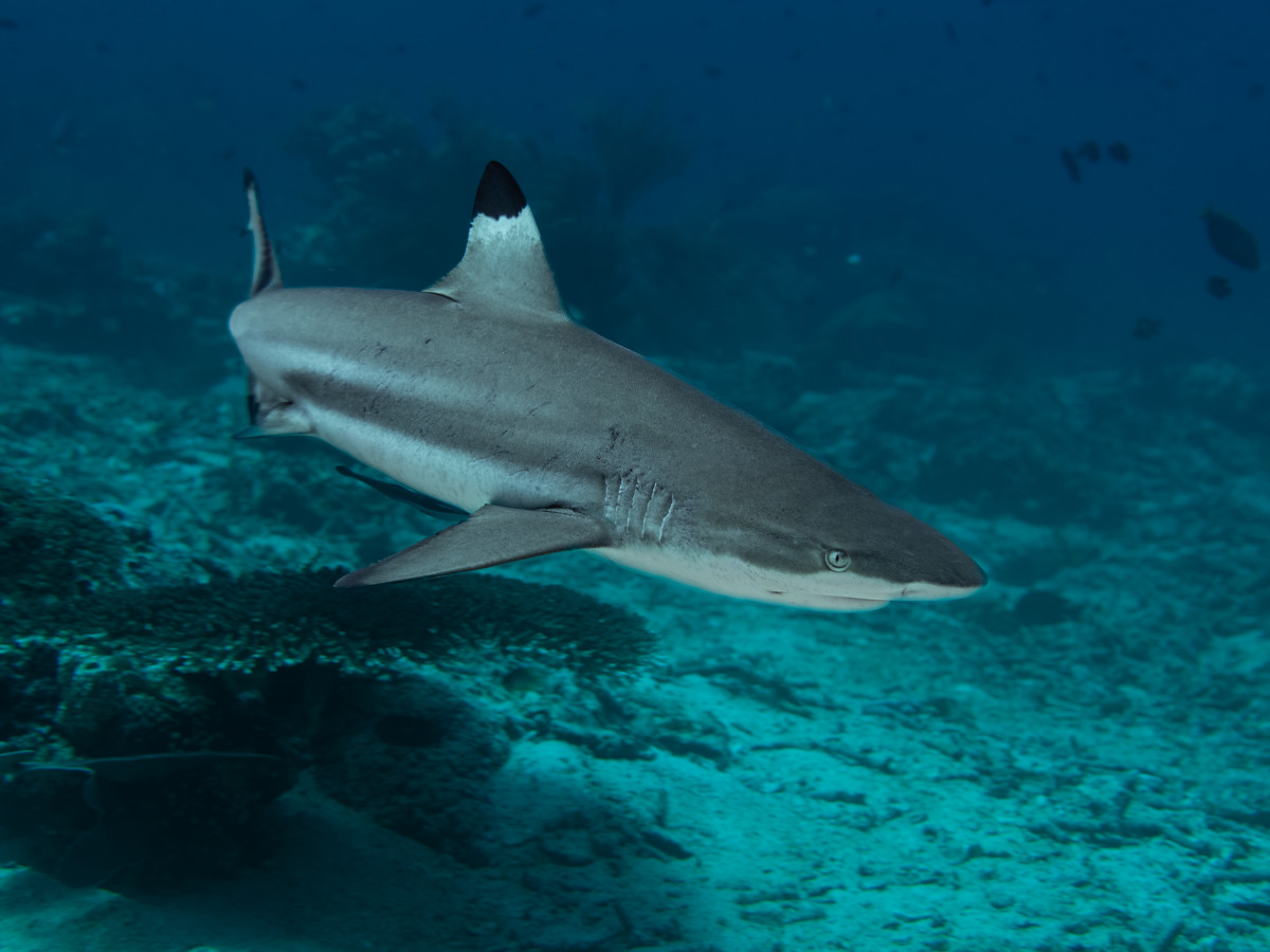 Blacktip Reef Shark, Iris Uijttewaal - Undiscovered.nl