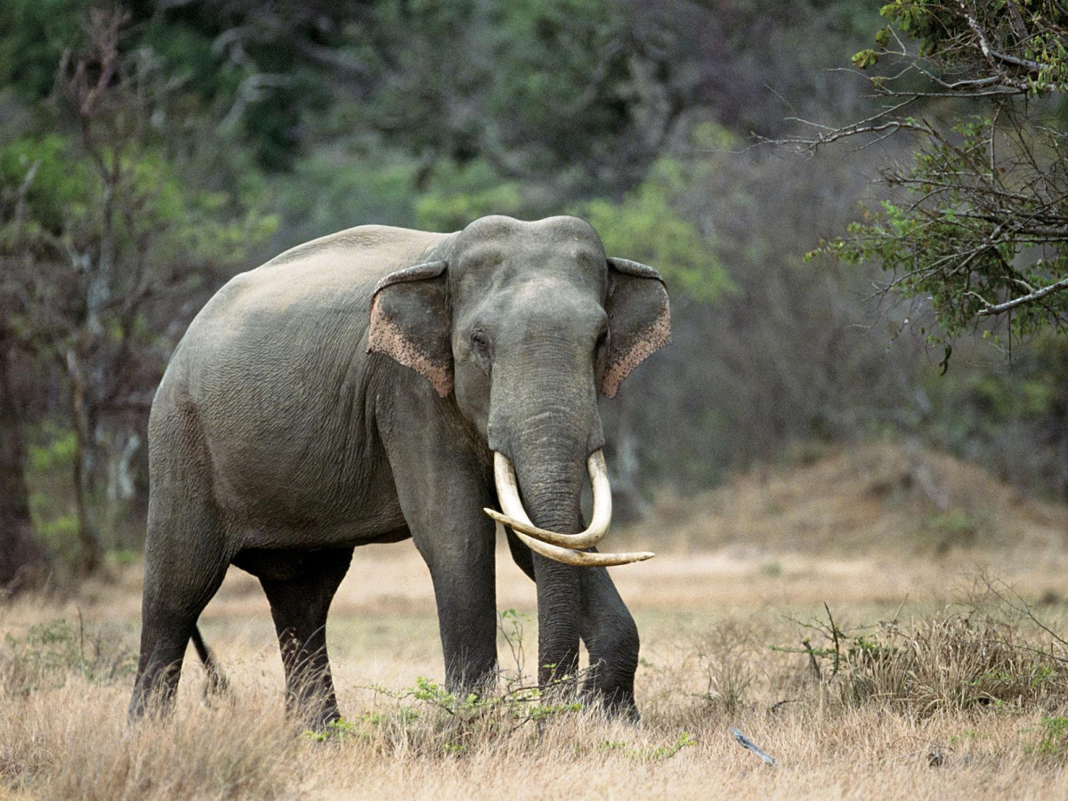 Olifanten Udawalawe National Park, Sri Lanka - Undiscovered.nl