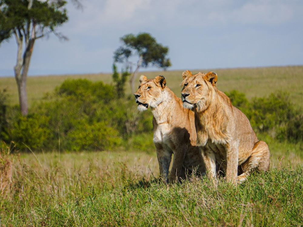 Serengeti Tanzania - Undiscovered.nl