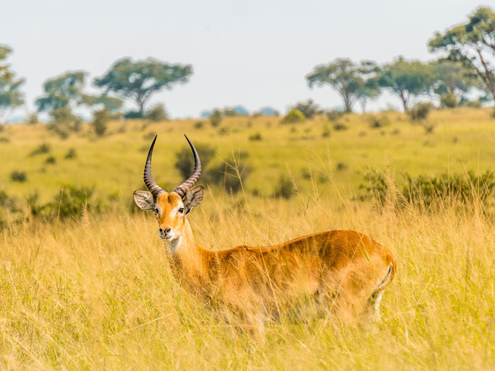 Wildleven in Mweya, Queen Elizabeth National Park - Undiscovered.nl