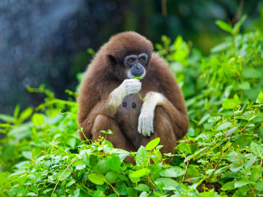 Aap in Ulu Temburong National Park, Borneo - Undiscovered.nl