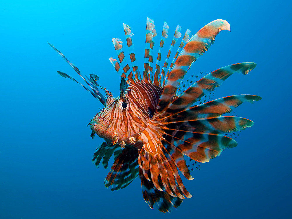 Koraalduivel - Undiscovered.nl