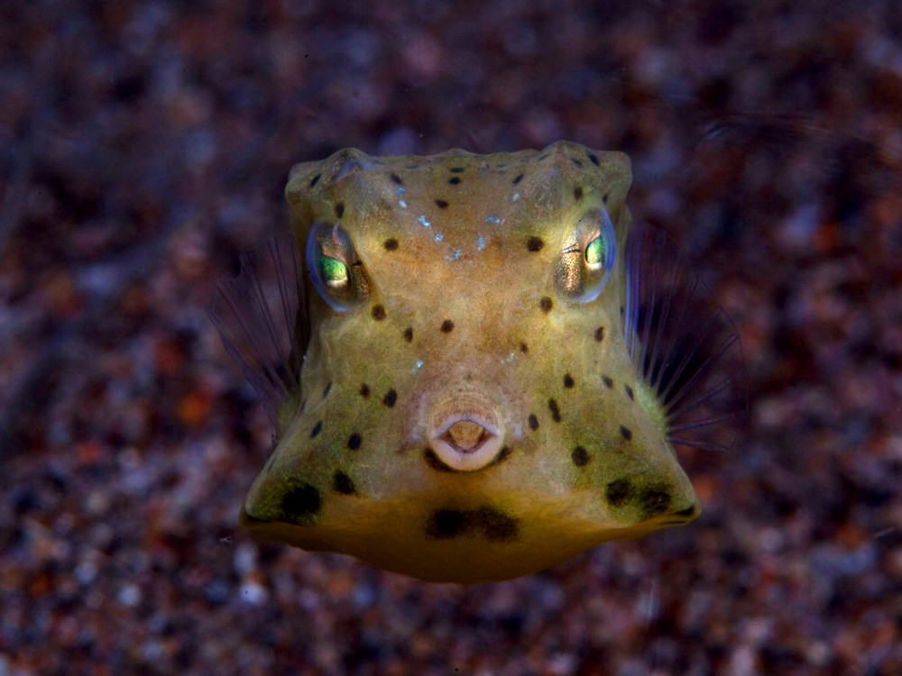 Langhoornkoffervis - Undiscovered.nl