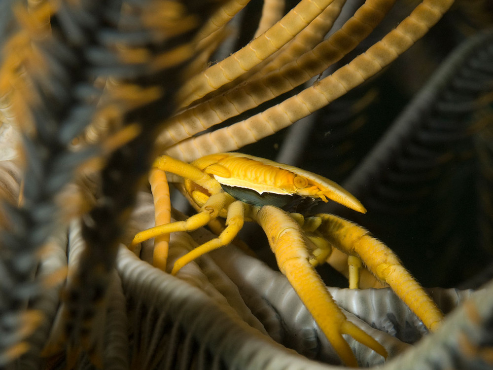 Gele krab - Undiscovered.nl