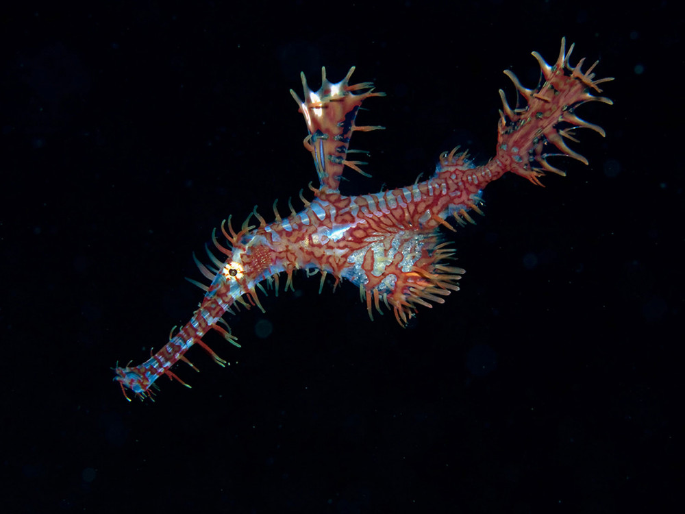 Harlekijn Spookfluitvis - Undiscovered.nl