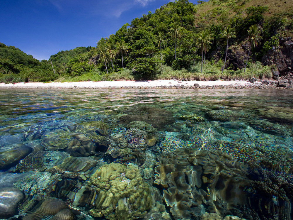 apo island rif filipijnen - Undiscovered.nl