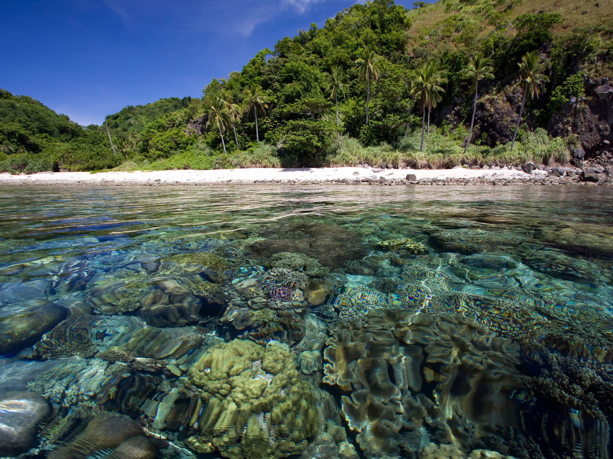 apo island rif filipijnen - Undiscovered.nl