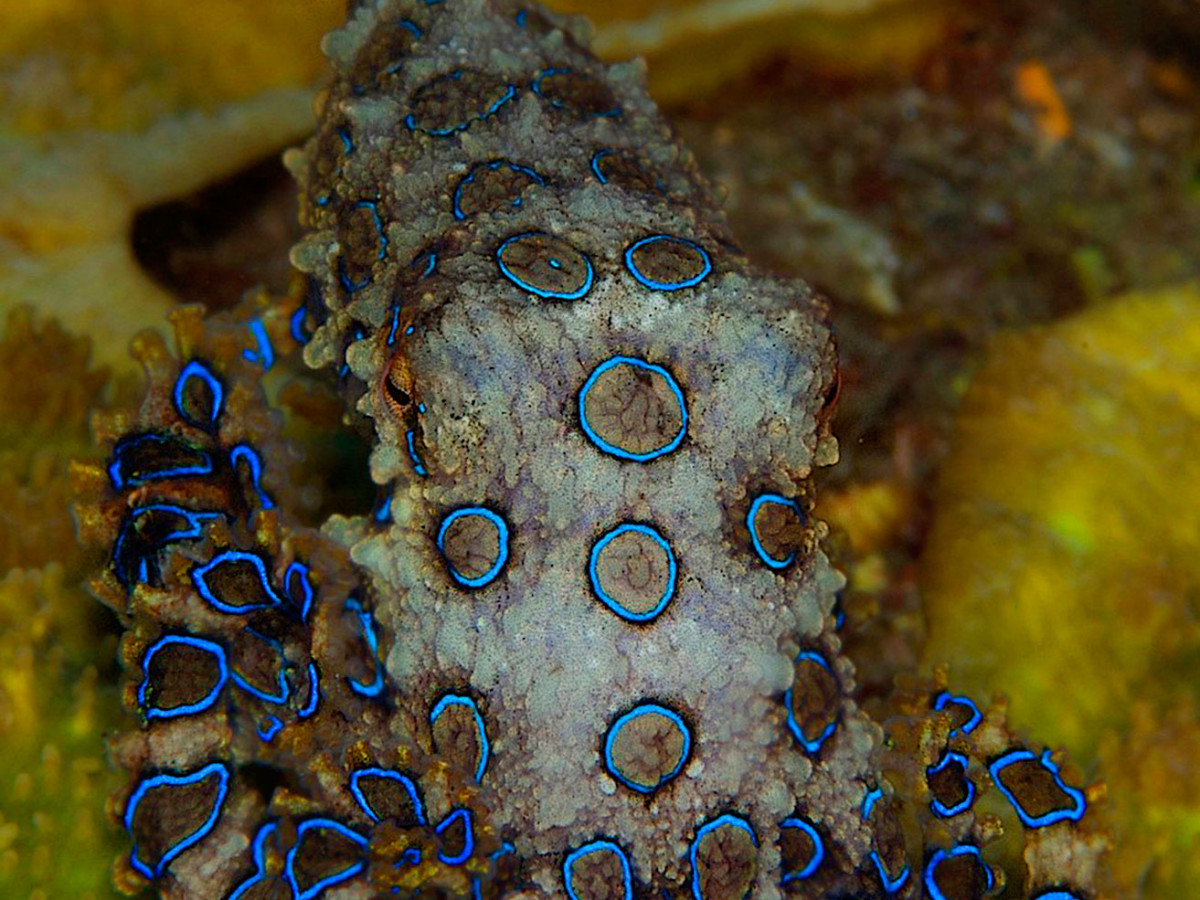 De grote blauwring-octopus - Undiscovered.nl