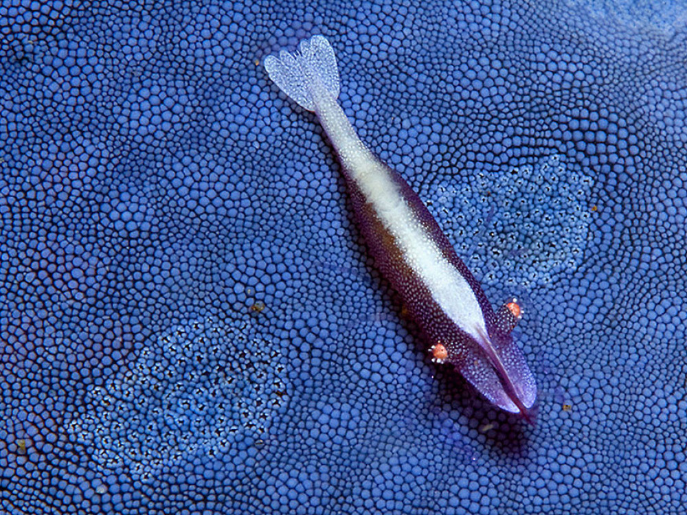 Vissoort - Undiscovered.nl