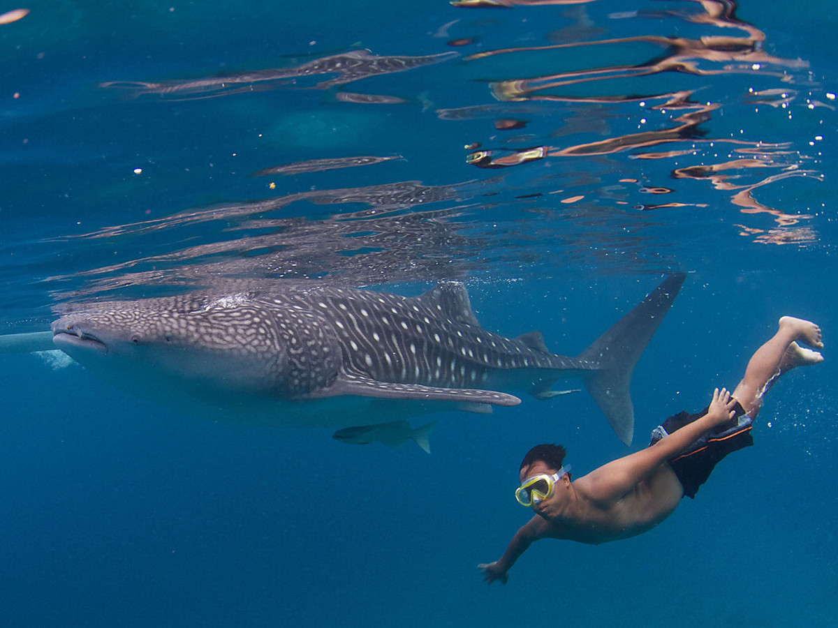 Snorkelen met walvishaaien - Undiscovered.nl