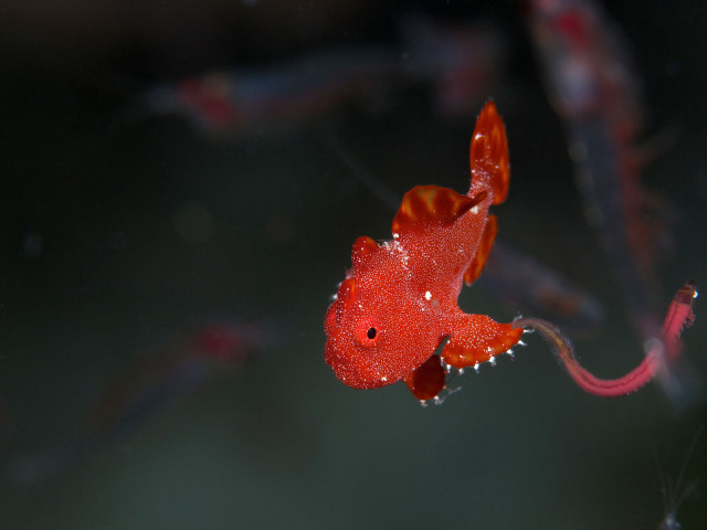 Antennarius biocellatus - Undiscovered.nl