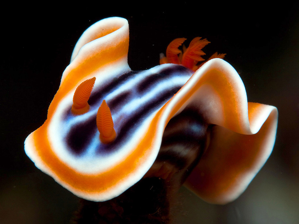Chromodoris magnifica - Undiscovered.nl